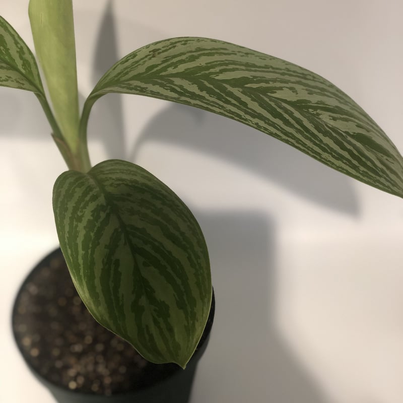 【親株販売　鉢ごと週末土曜日曜発送のみ】アグラオネマ　カーティシーA株（管理番号 親株販売 鉢ごと週末土曜日曜発送のみ】アグラオネマ