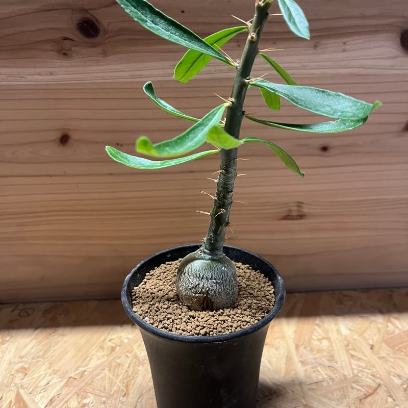 パキポディウムセット2 カクチ デンシ サキュレンタム ロスラツム エブレネウム パキポディウム サキュレンタム | GREEN LUCK