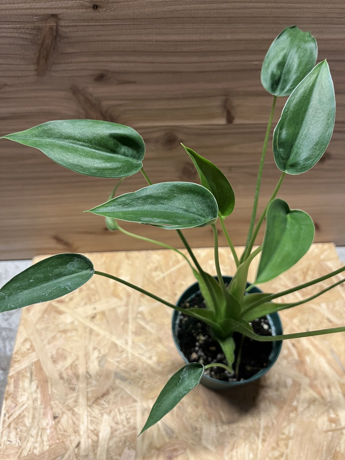 アロカシア タイニーダンサー確認用