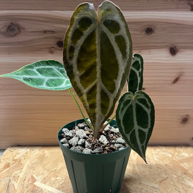 アンスリウム マグニフィカム×フォルゲッティ | GREEN LUCK