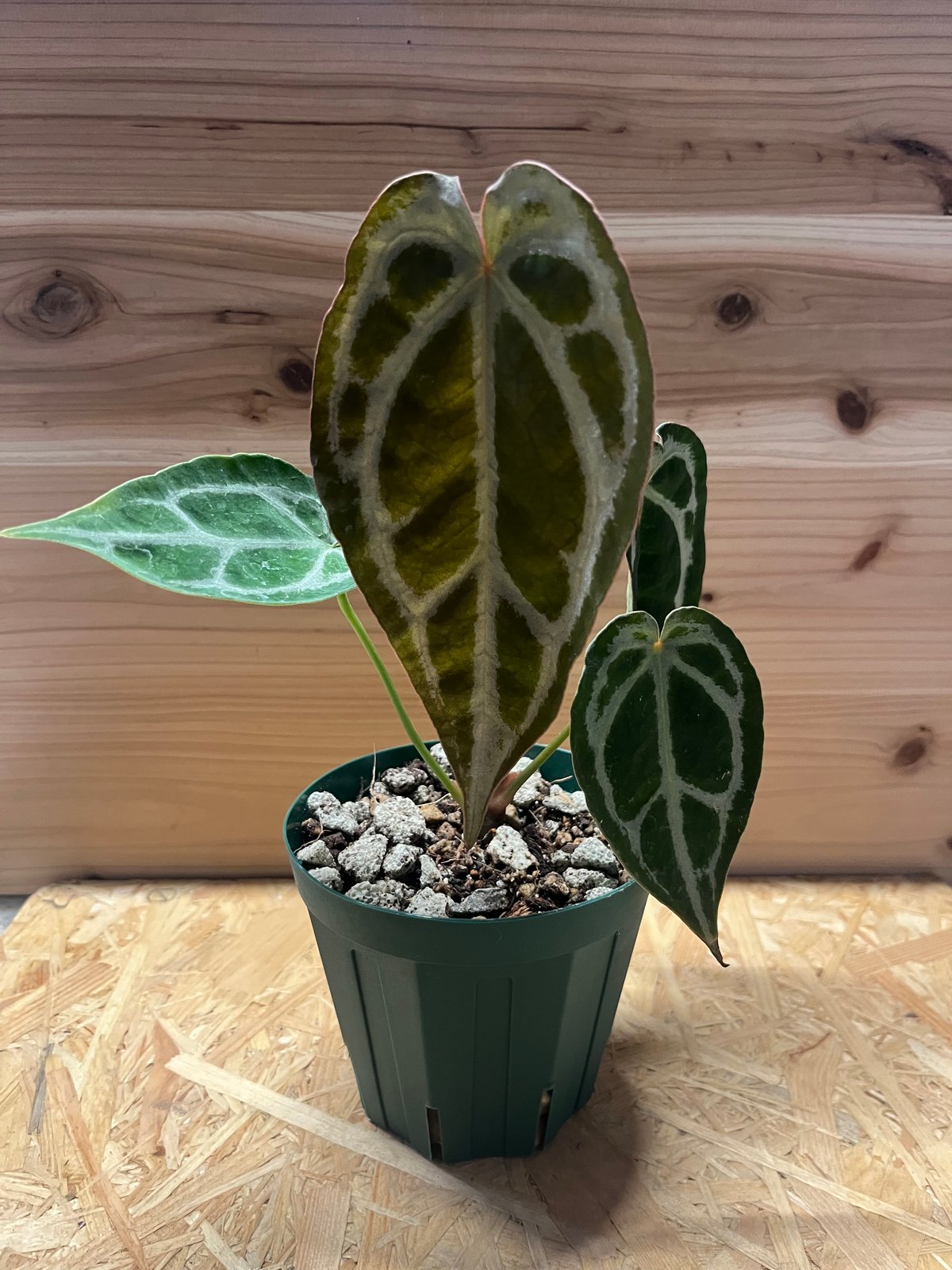 アンスリウム マグニフィカム観葉植物 アンスリウム マグニフィカム×フォルゲッティ | GREEN LUCK
