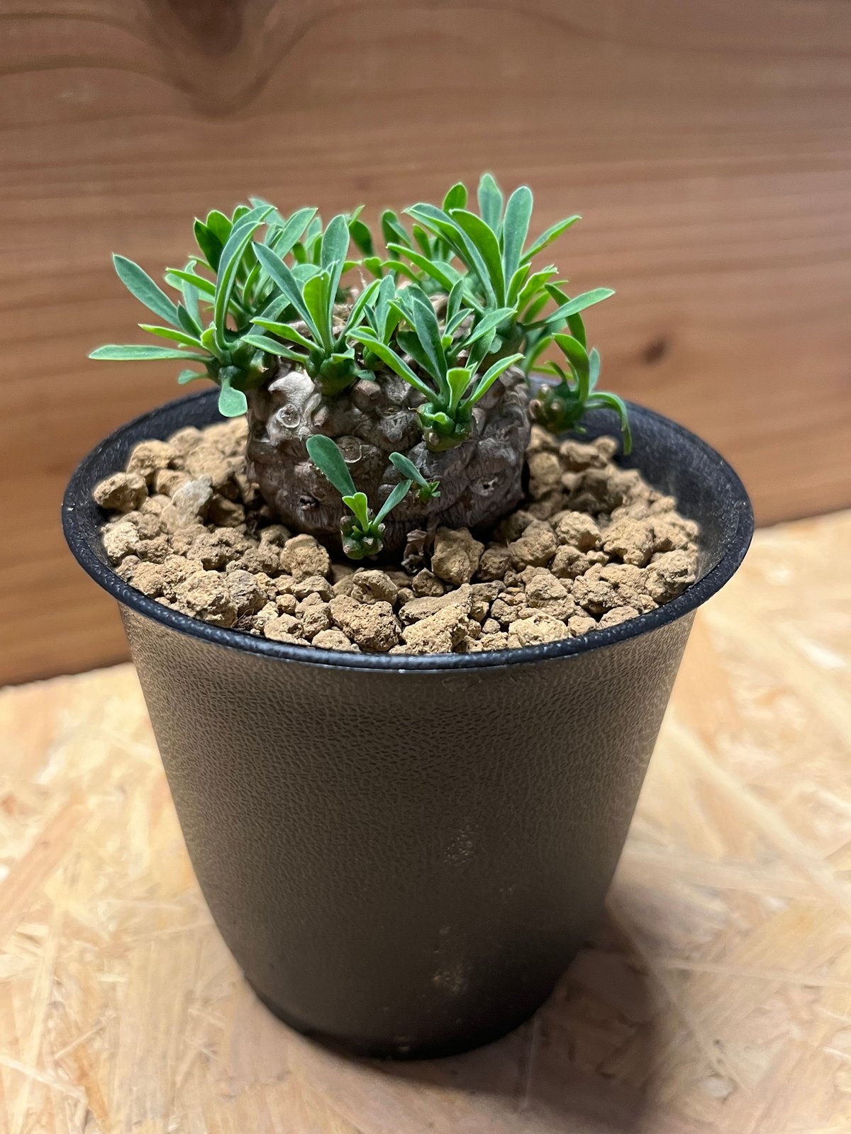 ユーフォルビア　峨眉山(euphorbia japonica) ユーフォルビア 峨眉山 | GREEN LUCK