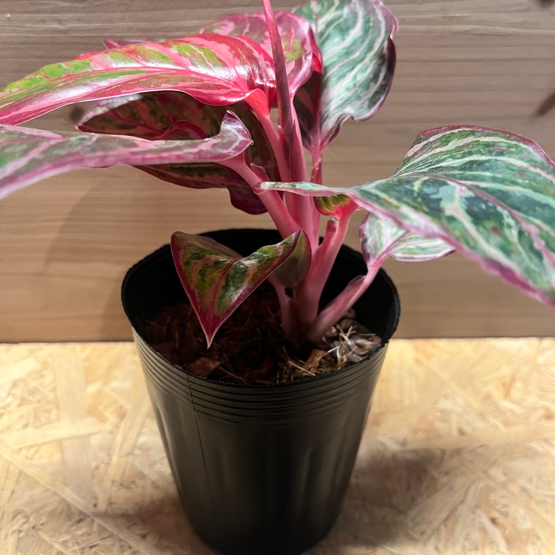 アグラオネマ 'レッドエメラルドドラゴン' | GREEN LUCK