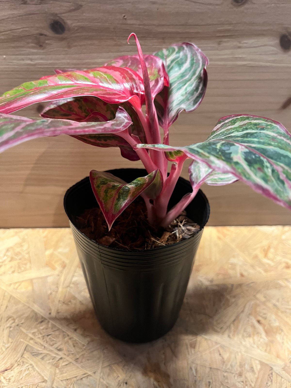 アグラオネマ 'レッドエメラルドドラゴン' | GREEN LUCK