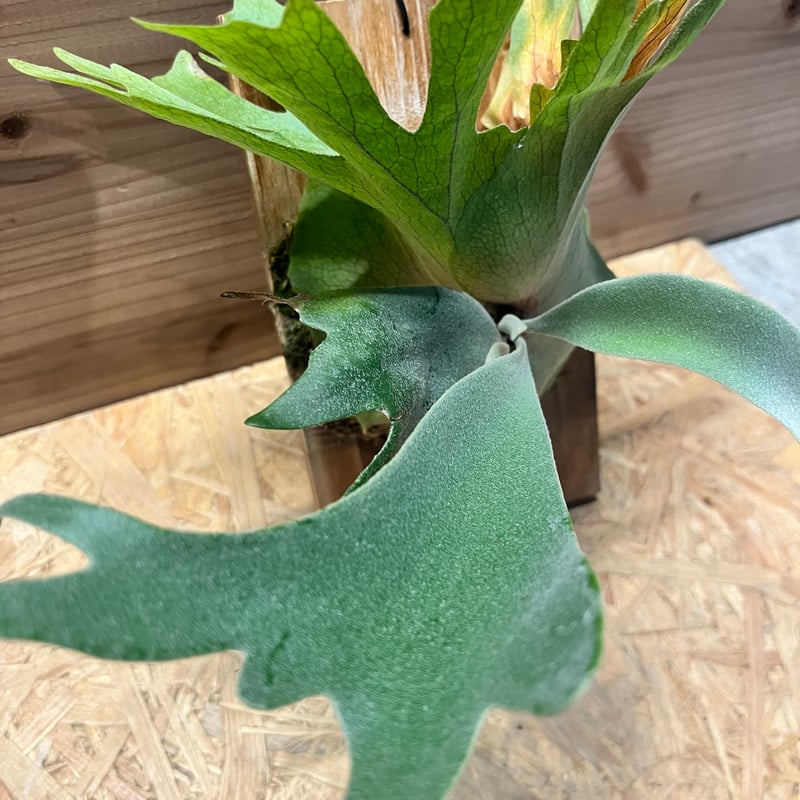 ビカクシダ ウィリンキー | GREEN LUCK