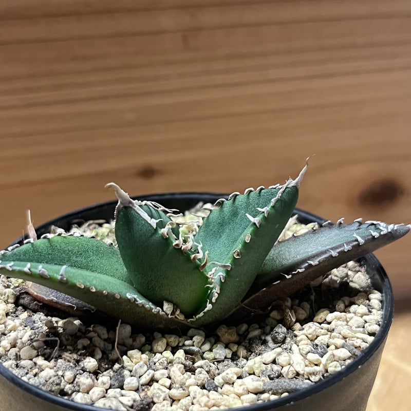 アガベ チタノタ 南アフリカダイヤモンド SAD メリクロン | GREEN LUCK