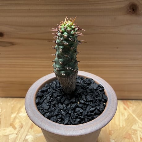 ユーフォルビア パキポディオイデス 現地球①