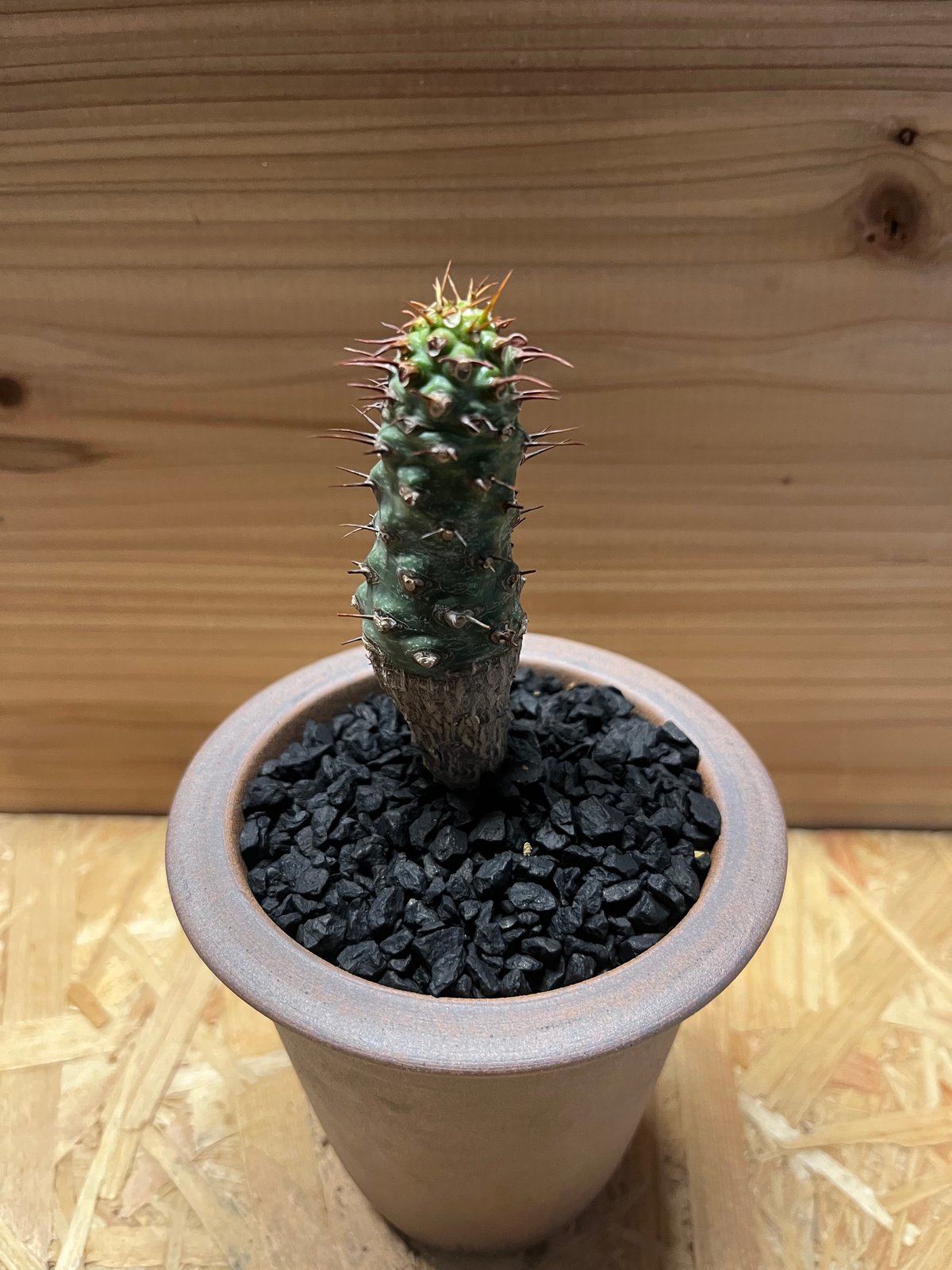 ユーフォルビア パキポディオイデス×伝市鉢 | GREEN LUCK