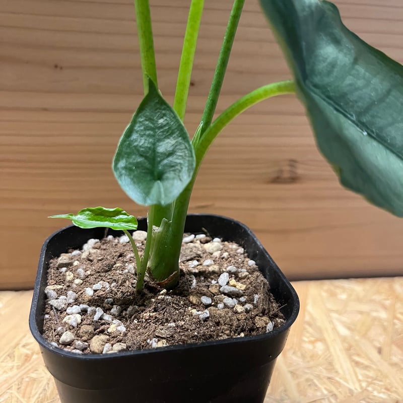 アロカシア ドラゴンブレス | GREEN LUCK