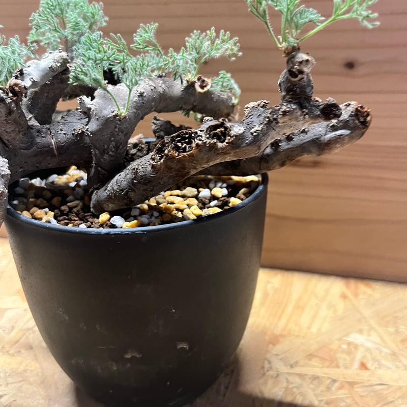 モンソニア ムルチフィダ （サルコカウロン） | GREEN LUCK