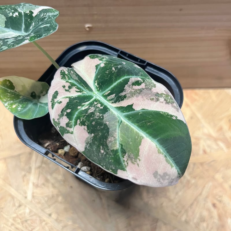 福*井様 希少 アロカシア ブラックサタンピンクボーン 芋 アロカシア ピンク セレンディピティ④ / Alocasia Pink Serendipity