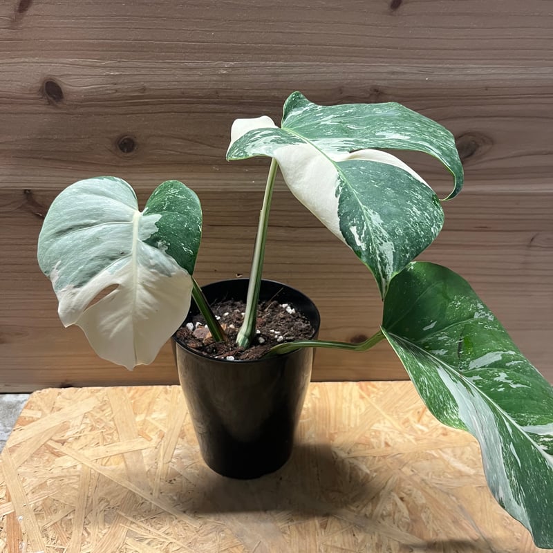 斑入り モンステラ ボルシギアナ ホワイトタイガー