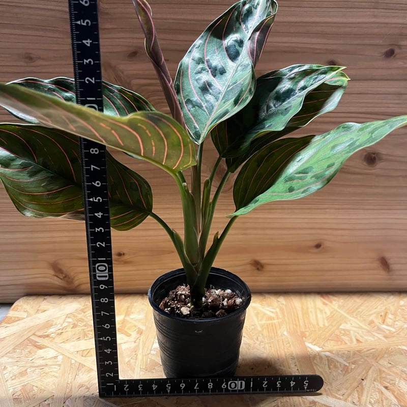 アグラオネマ レッドアーミー 2 陶器鉢 お皿付き アグラオネマ レッドアーミー 2 陶器鉢 お皿付き 観葉植物