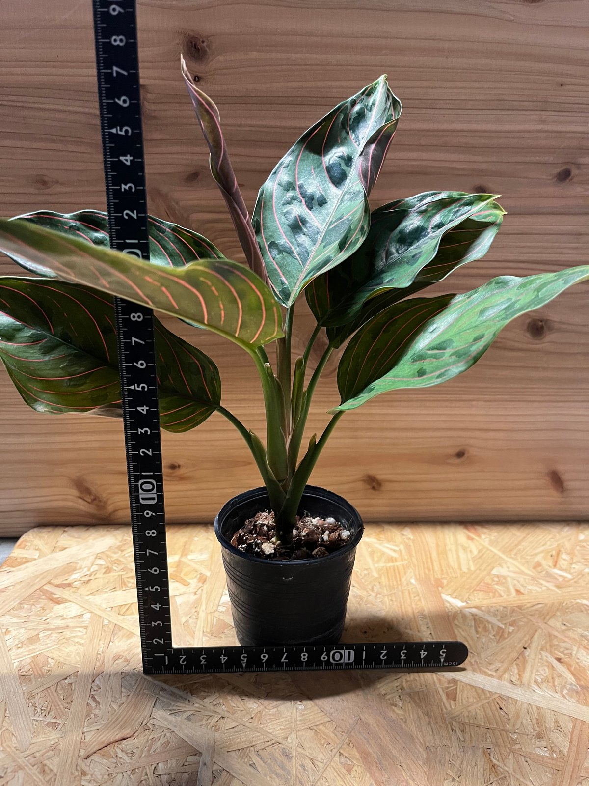 アグラオネマ レッドアーミー | GREEN LUCK