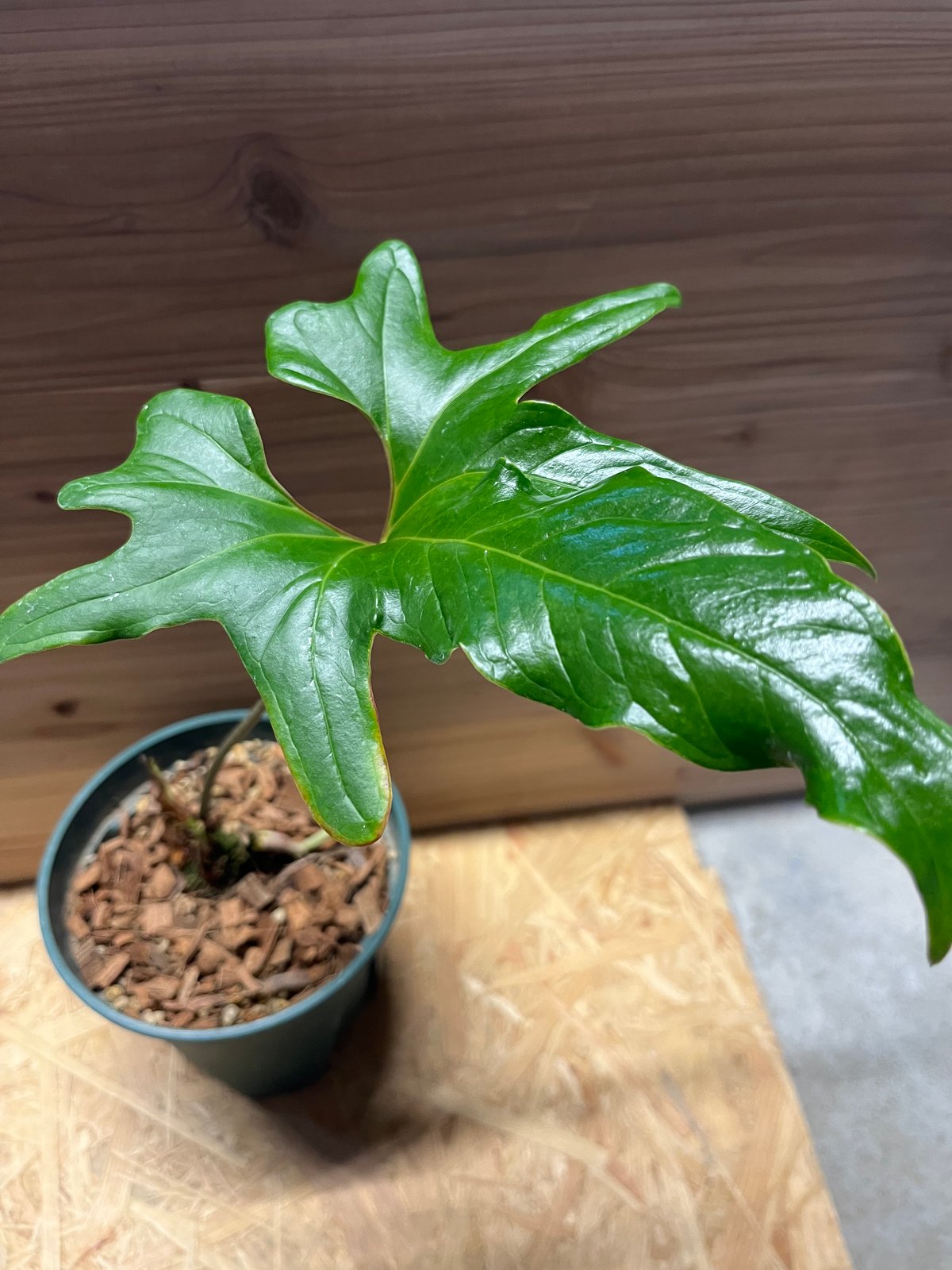 アンスリウム　ペダツム　 号　251017 アンスリウム ペダツム 号 251017 アンスリウム ペダツム | GREEN LUCK