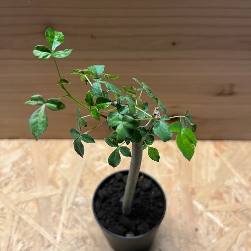 コミフォラ ミルドブラエディ コミフォラ：ミルドブラエディ 2.5号鉢植え の通販 | 園芸ネット