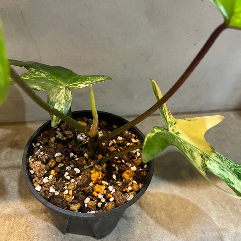 フィロデンドロン フロリダビューティー | GREEN LUCK