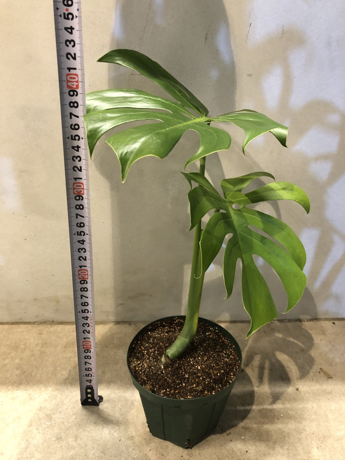 モンステラ　デリシオーサ モンステラ デリシオーサ コンパクタ | GREEN LUCK