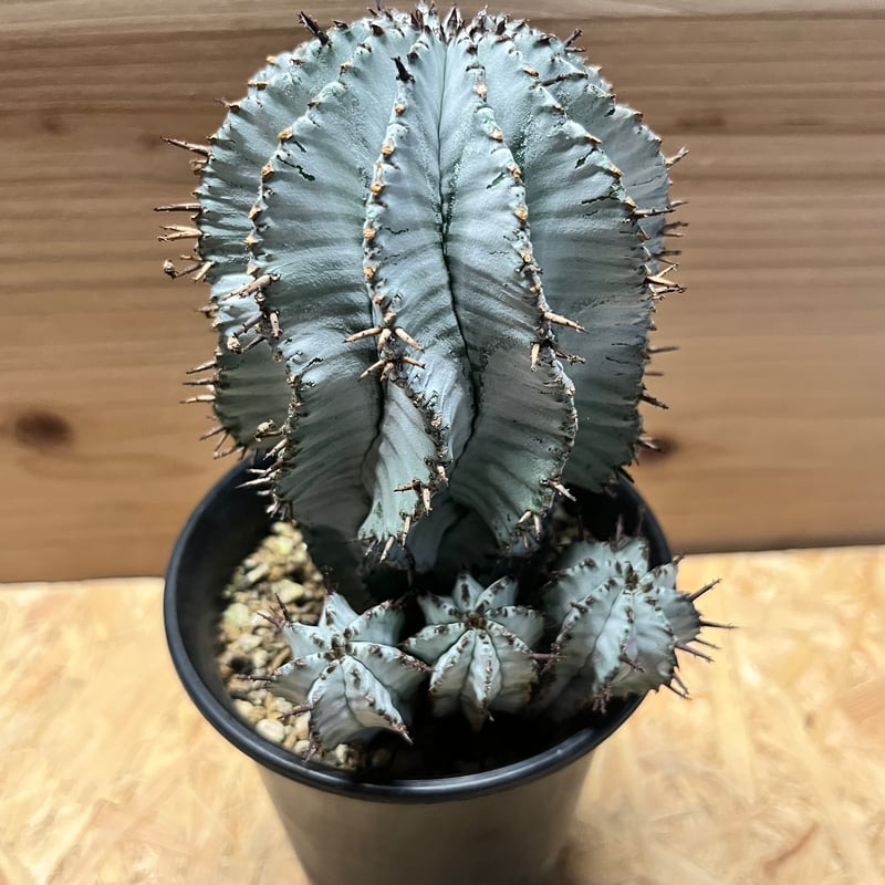 ユーフォルビア白衣ホリダ 美しいフォルム】群生 メス株 白衣ホリダ Euphorbia horrida