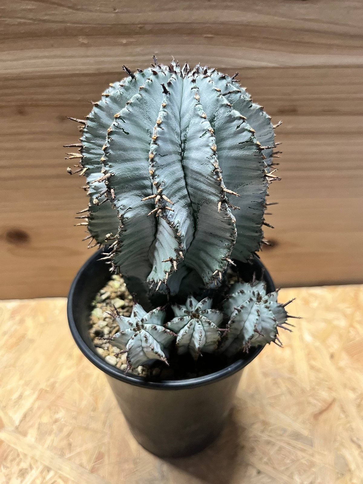 ユーフォルビア 白衣ホリダ 雌 | GREEN LUCK