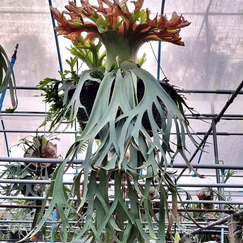 ビカクシダ リトルクラウン スポアセレクト | GREEN LUCK