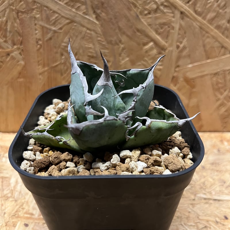 CACTUS GREEN アガベ チタノタ スーパーチタノタ （agave