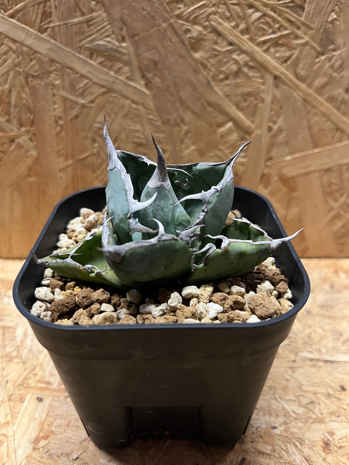 アガベ チタノタ HOWAITOAIsU Amazon｜アガベ・チタノタ「ホワイト