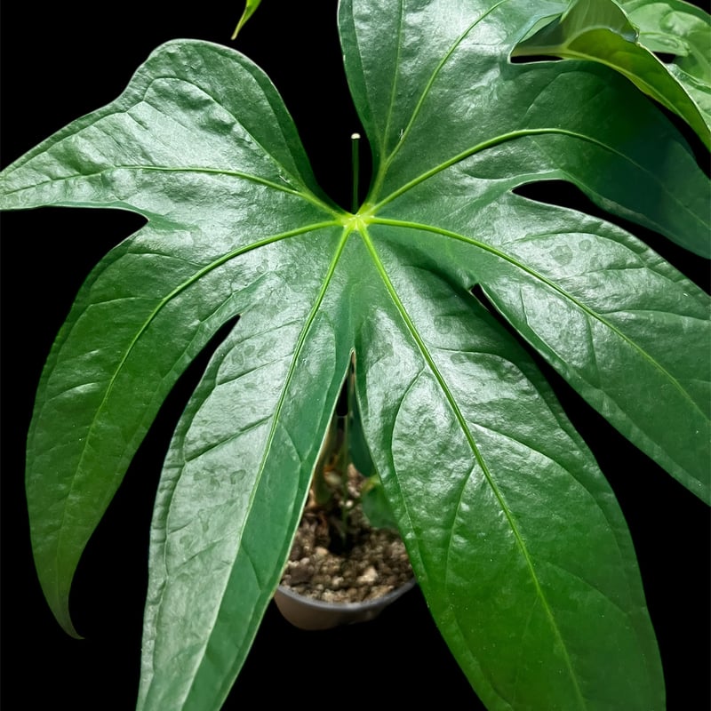 アンスリウム ペダトラディアツム | GREEN LUCK