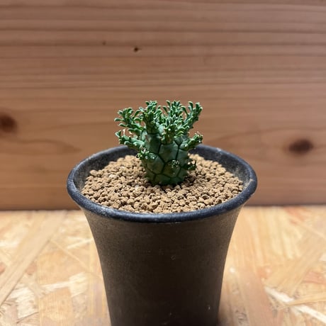 ユーフォルビア デセプタ タコモノ うっとうしい