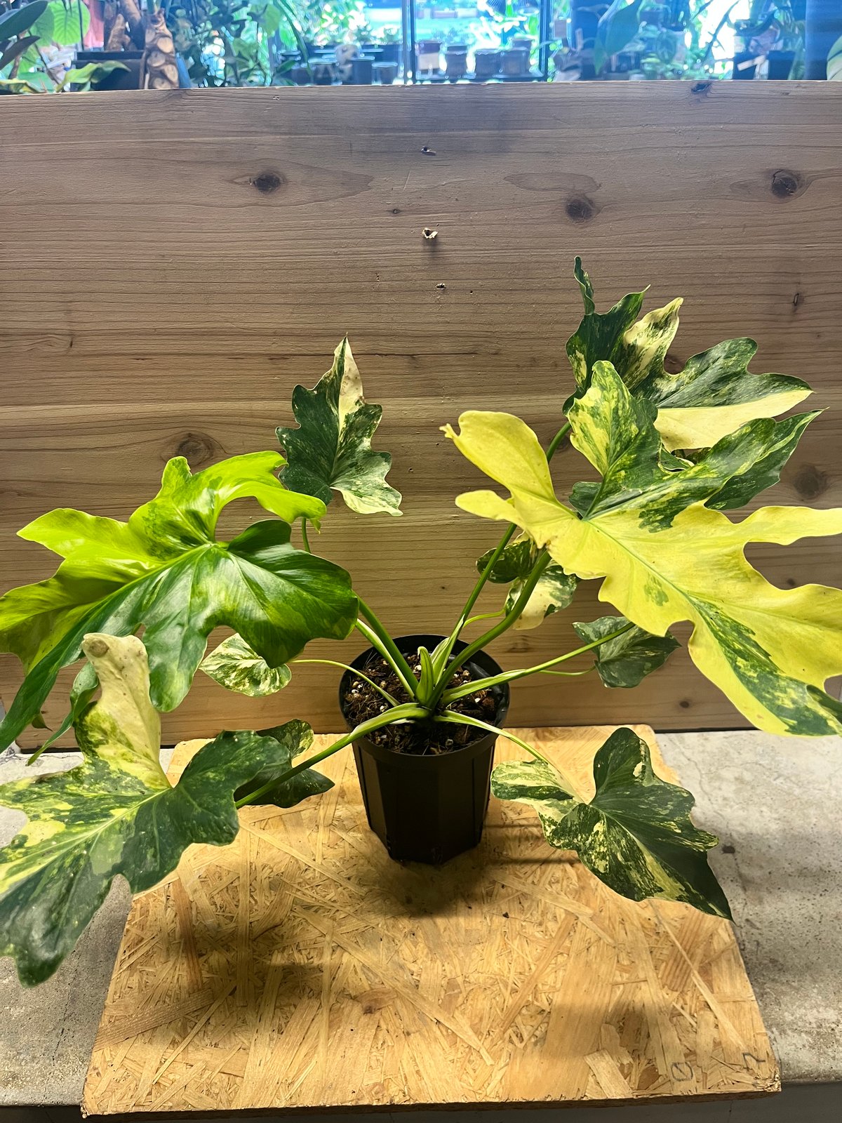 フィロデンドロン セローム 斑入り | GREEN LUCK