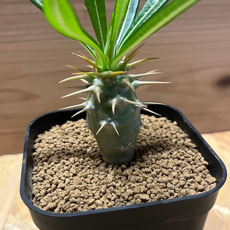 パキポディウム アンボンゲンセ | GREEN LUCK