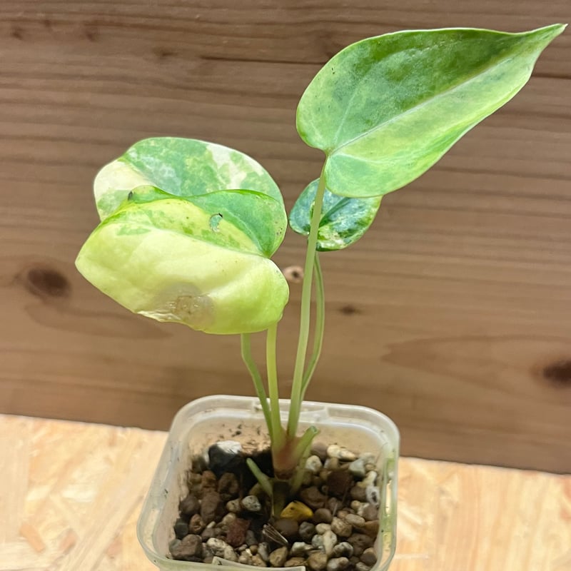 アンスリウム クラリネルビウム 斑入り | GREEN LUCK