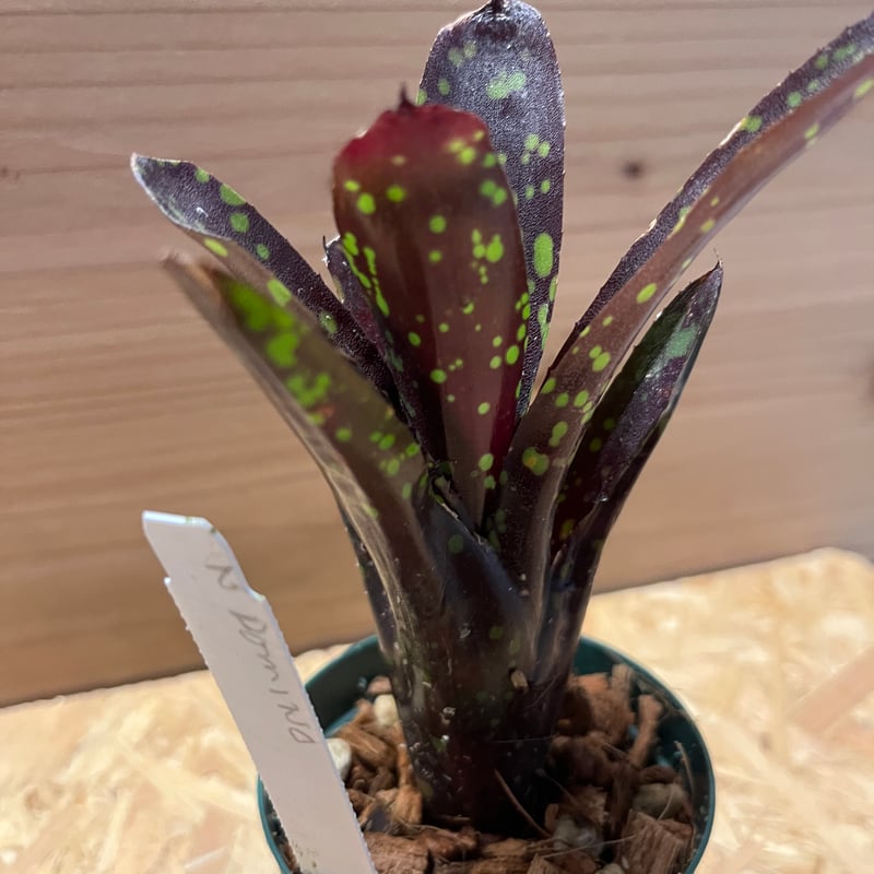 ネオレゲリア ドミノ | GREEN LUCK