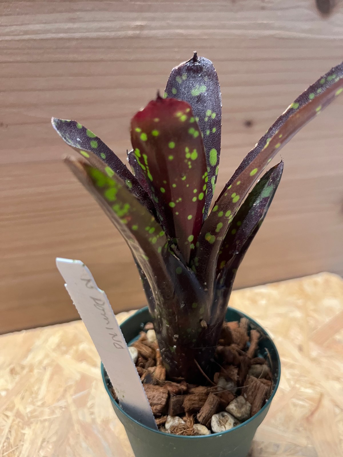 ネオレゲリア ドミノ | GREEN LUCK