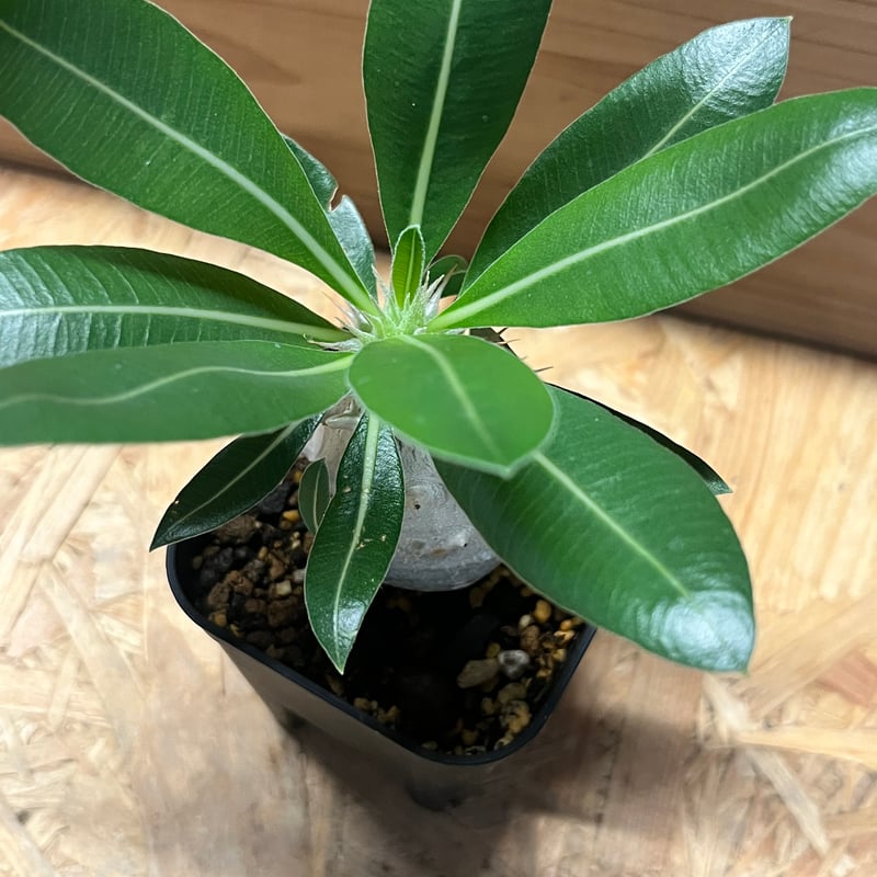 パキポディウム デンシフローラム | GREEN LUCK