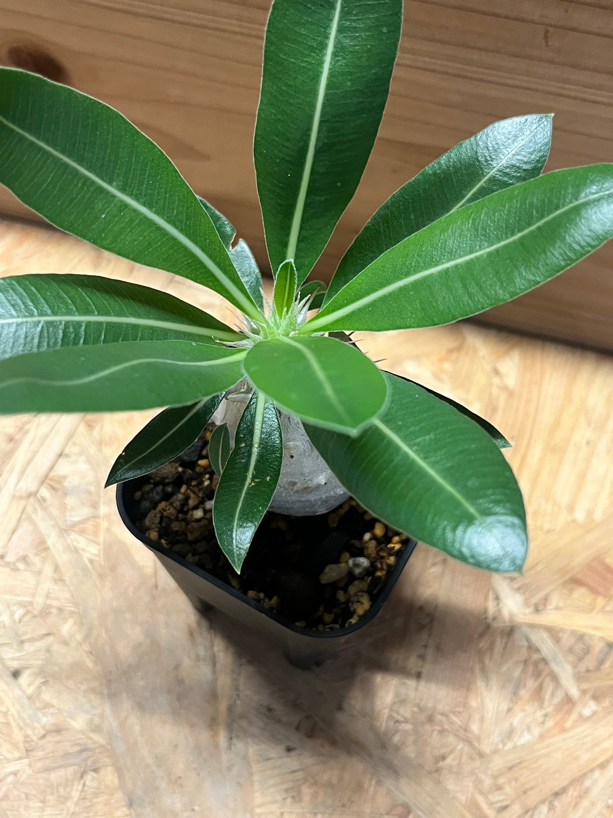 パキポディウム デンシフローラム　発根済み パキポディウム デンシフローラム 発根済 (ds-001km) 鉢：Kuniaki Mats