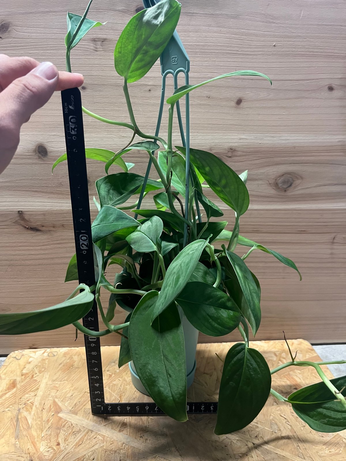 モンステラ 2224 | GREEN LUCK