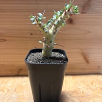 パキポディウム グラキリス 発根済 伝市鉢 | GREEN LUCK