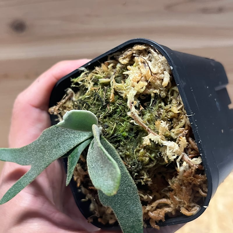 ビカクシダ ジェニー | GREEN LUCK