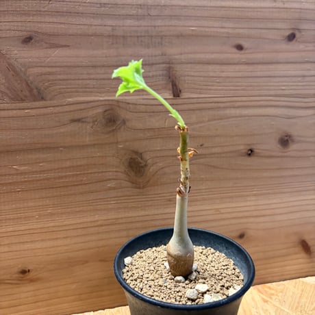 キフォステンマ　ユター