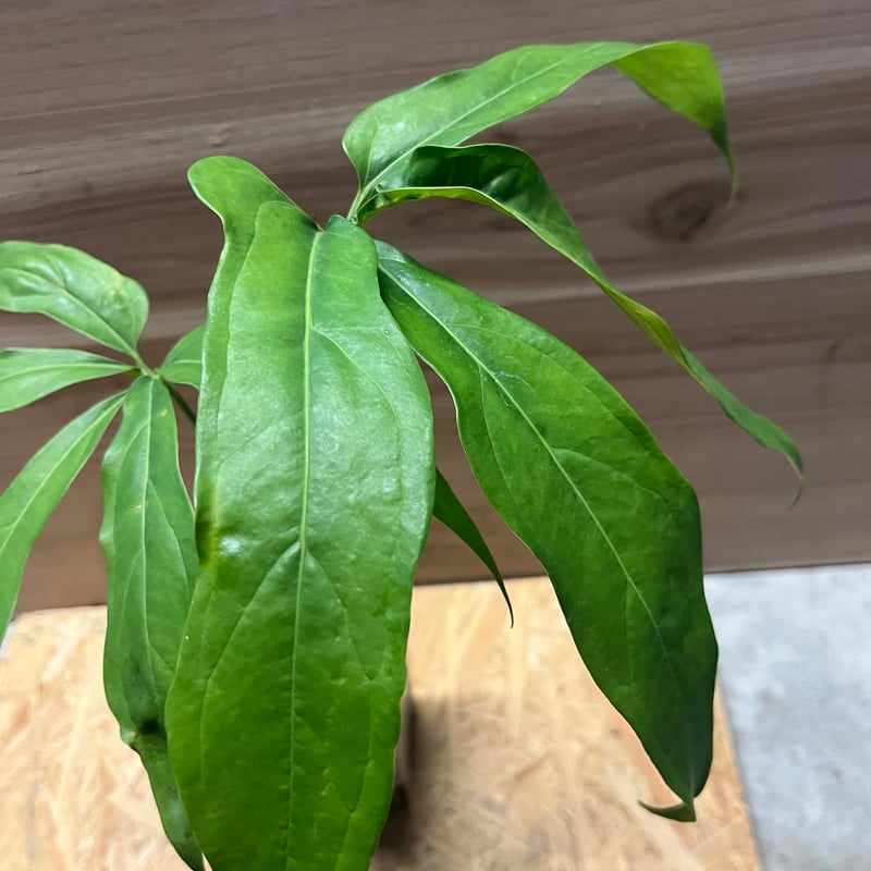 アンスリウム カリブレイリー（クラビゲナム） | GREEN LUCK