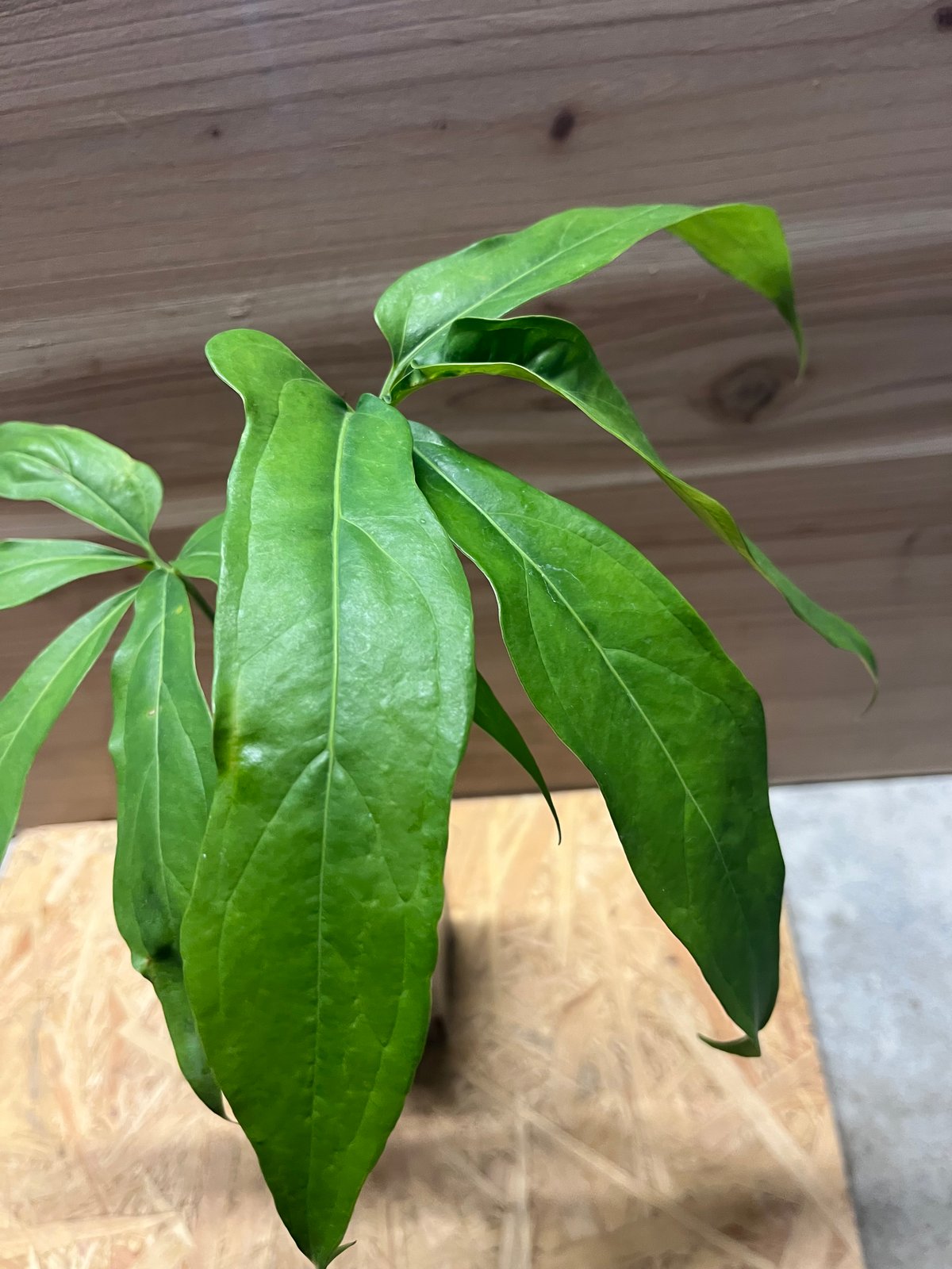 ボレアリス　カリブ ボレアリス カリブ 国内7月23日発売予定】アディダス オリジナル