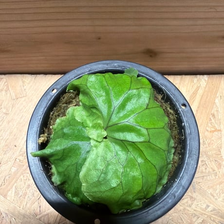 ビカクシダ　マダガスカリエンセ
