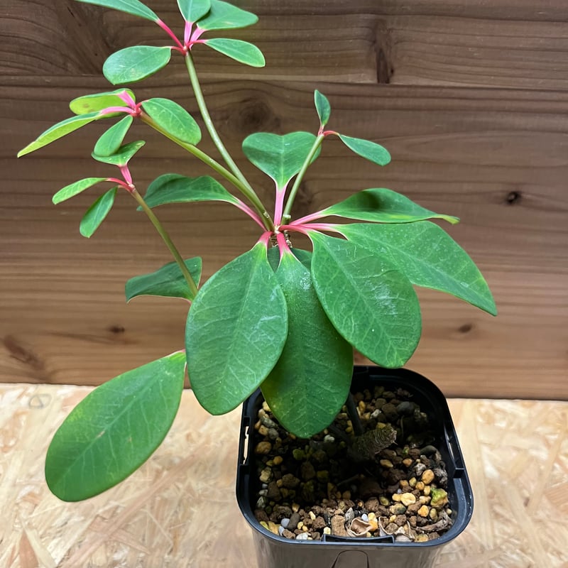 塊根植物euphorbia namibensisユーフォルビアナミベンシス 塊根植物euphorbia namibensisユーフォルビアナミベンシス 塊根植物