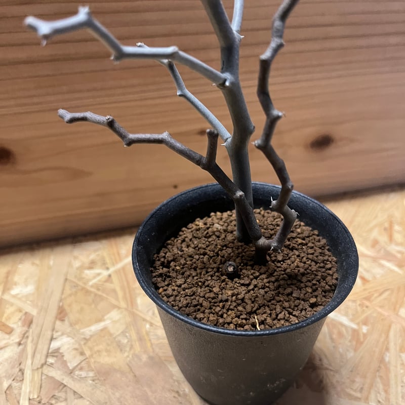 デカリア マダガスカリエンシス ジグザグの木 | GREEN LUCK