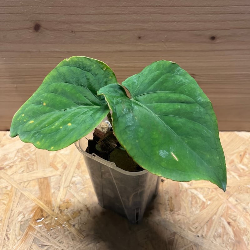 Anthurium kunayalense　アンスリウム　クナヤレンセ アンスリウム クナヤレンセ | GREEN LUCK