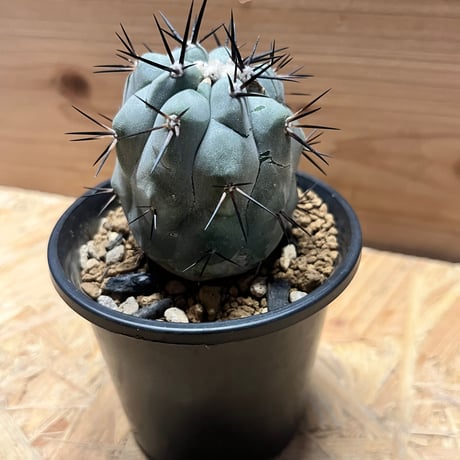 コピアポア　シネレア　黒王丸　実生