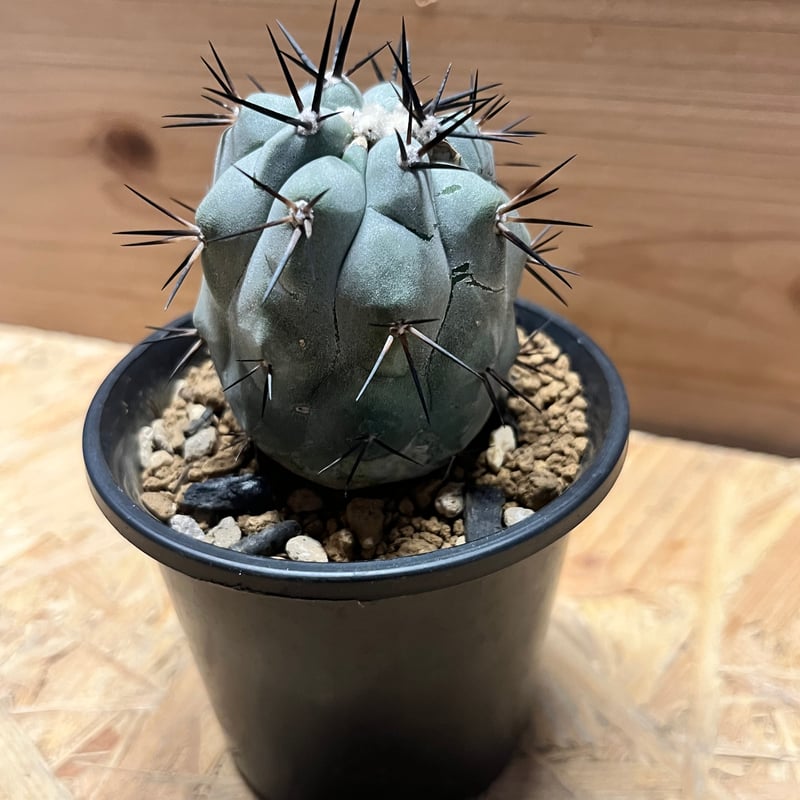 コピアポア シネレア 黒王丸 実生 | GREEN LUCK