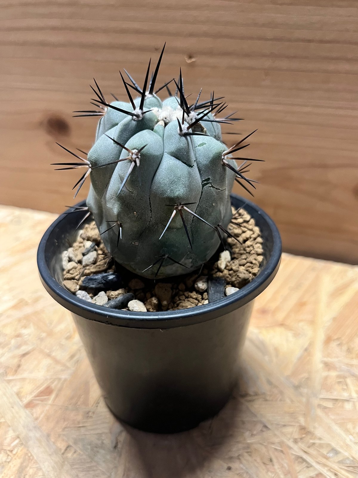 ▲Copiapoa cinerea コピアポア・シネレア 黒王丸 実生 Copiapoa cinerea コピアポア シネレア 黒王丸 サボテン | plants MARU