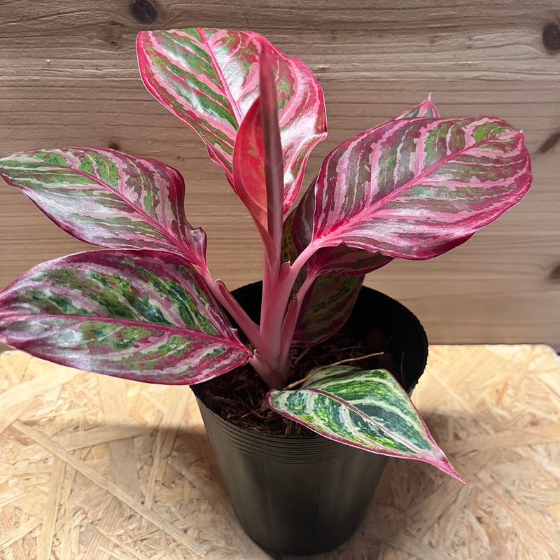 超絶希少!!!! アグラオネマレッドエメラルドドラゴン 超絶希少❗️アグラオネマレッドエメラルドドラゴン新芽付✨️